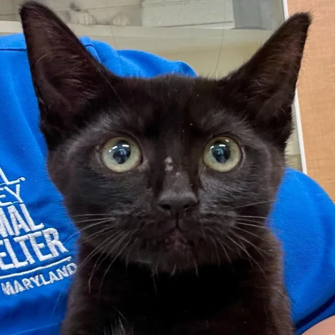 A baby medium-sized female Black Domestic Short Hair cat named Mama Lucia for adoption in Prince Frederick, MD