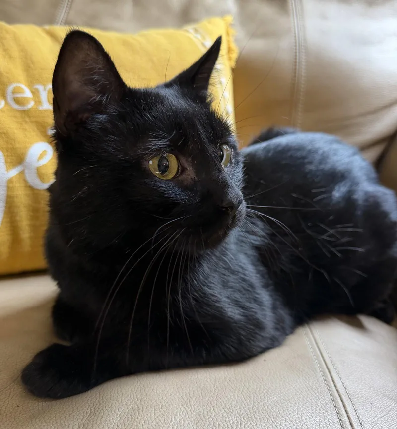 An adult medium-sized male Black Domestic Short Hair cat named Stormy for adoption in Elkins, WV