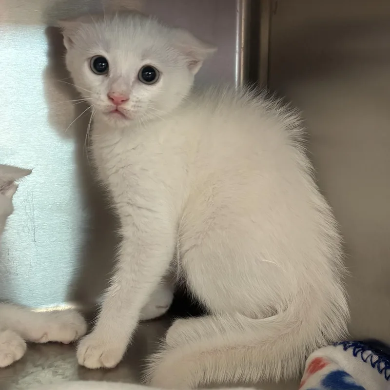 A baby medium-sized male White Domestic Short Hair cat named Toulouse for adoption in Liberty, MO