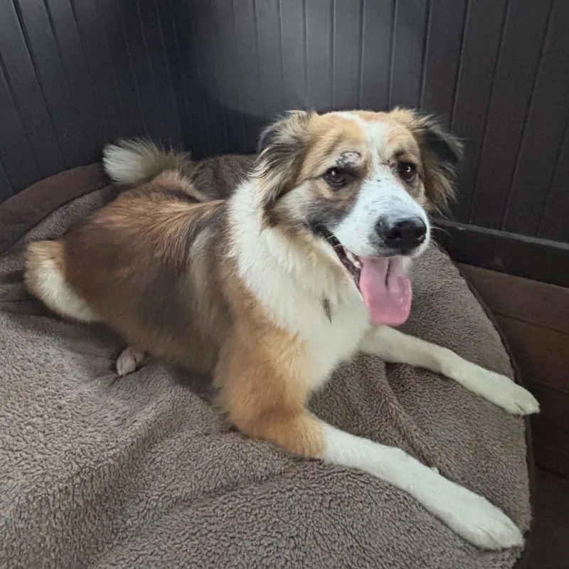 An adult medium-sized female White / Cream Mixed Breed dog named Potato for adoption in Buffalo, MN