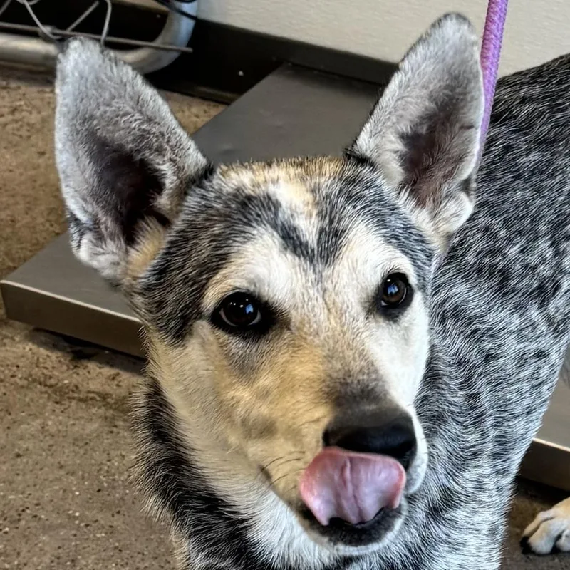 A young medium-sized male Gray / Blue / Silver Mixed Breed dog named 106736 for adoption in Las Cruces, NM