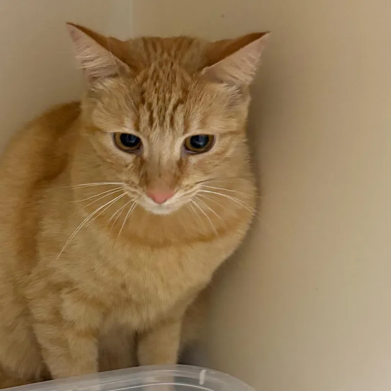 An adult medium-sized female Orange / Red Domestic Short Hair cat named Gus Gus for adoption in Yuma, AZ