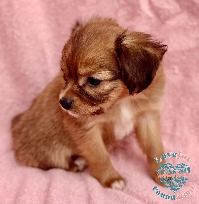 Sassy Litter