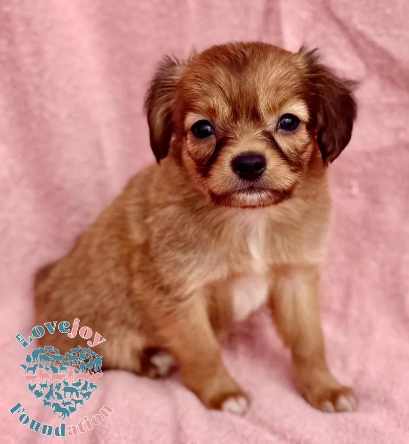 Sassy Litter thumbnail 2