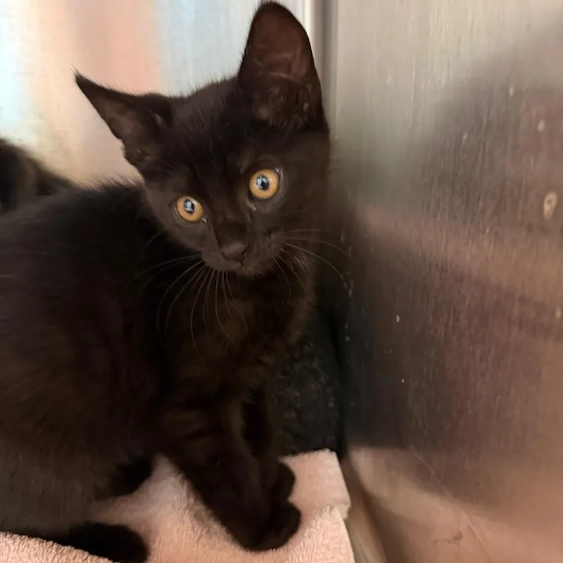 A baby small-sized male Black Domestic Short Hair cat named Luke for adoption in Englewood, FL
