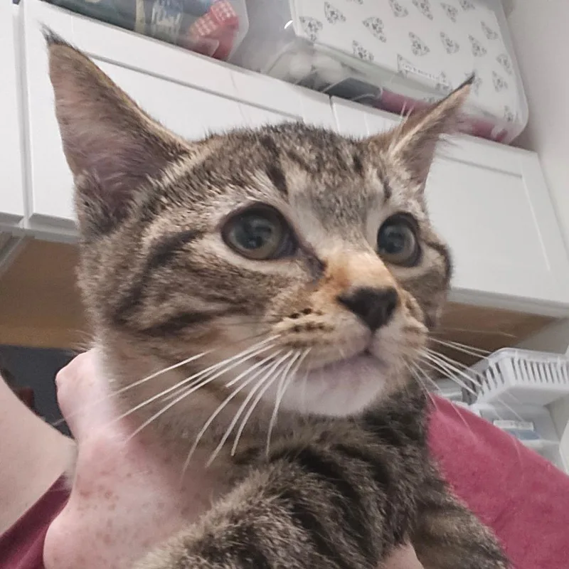 A baby small-sized female Brown / Chocolate Domestic Short Hair cat named Piglet for adoption in Kennebunk, ME