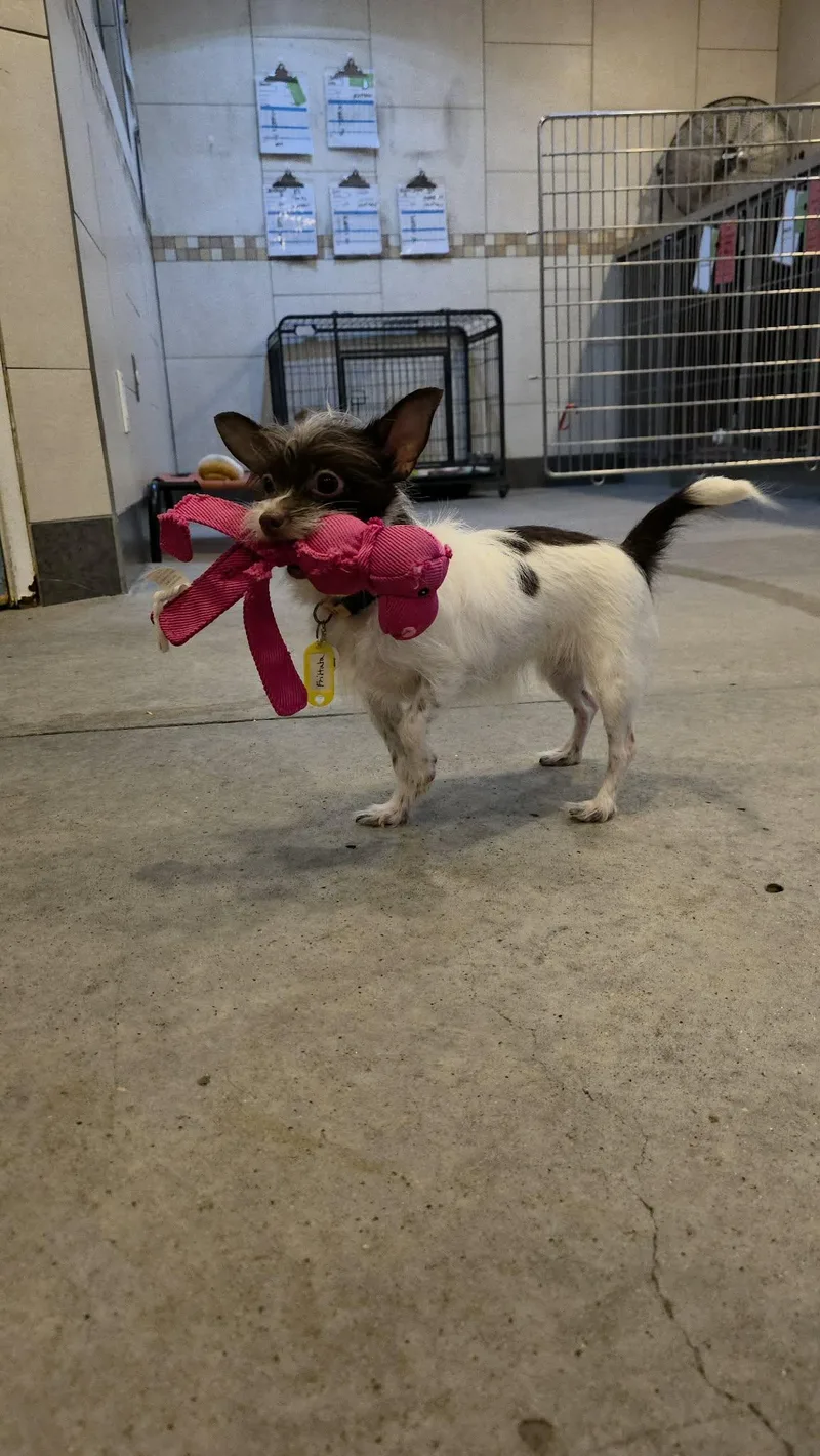 Frittata thumbnail 2