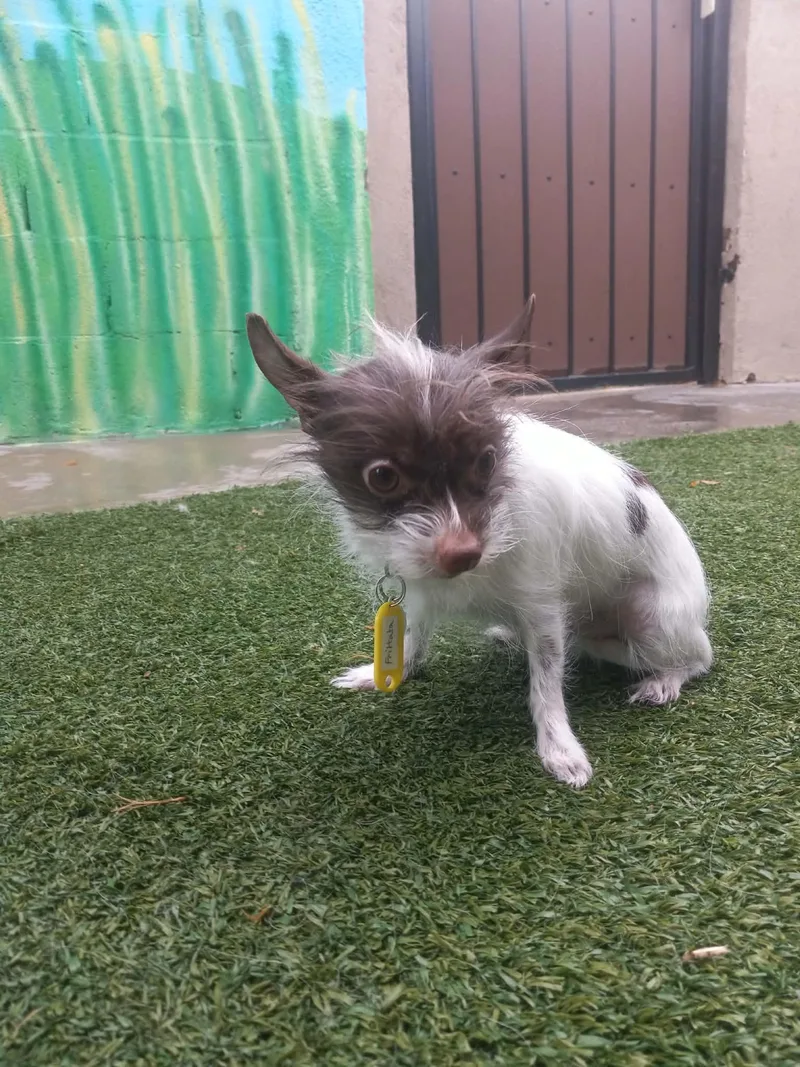 Frittata thumbnail 3