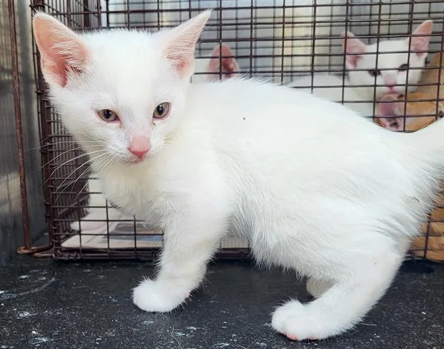 A baby small-sized female Domestic Short Hair cat named Kit Kat for adoption in San Antonio, TX