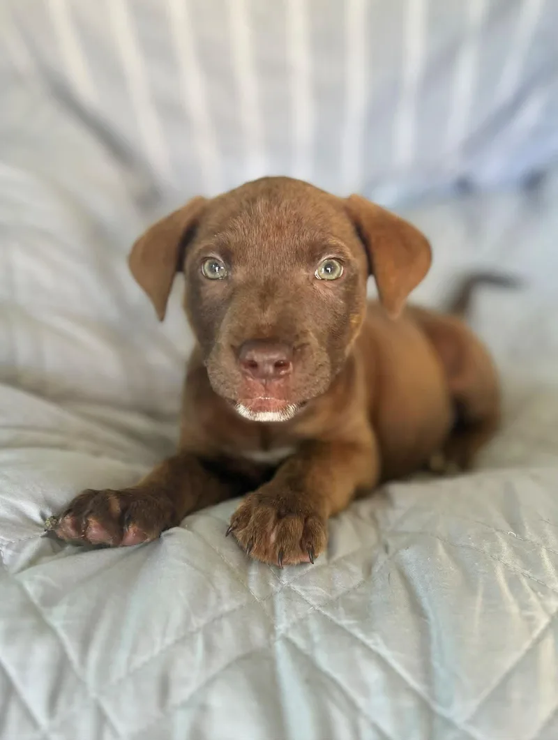 Nala