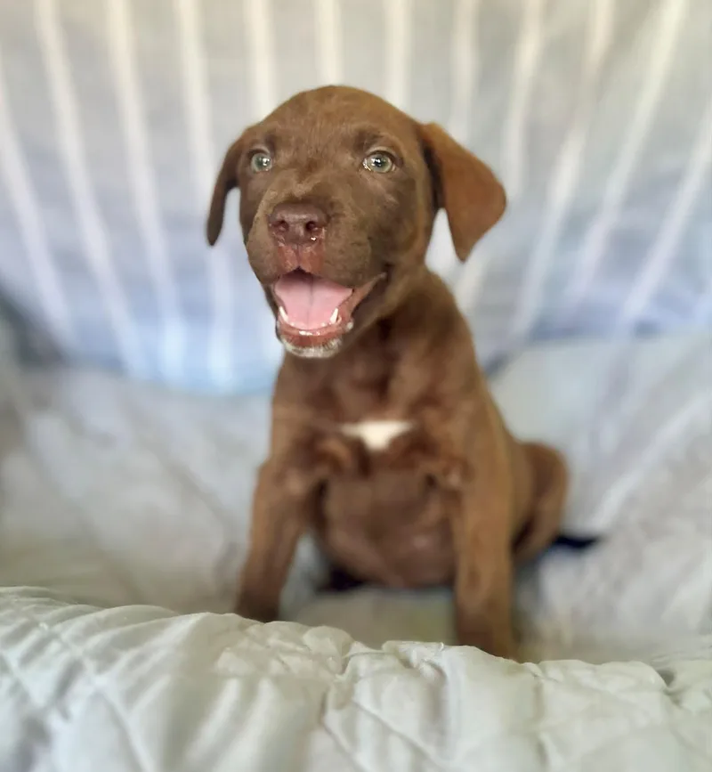 Nala thumbnail 3