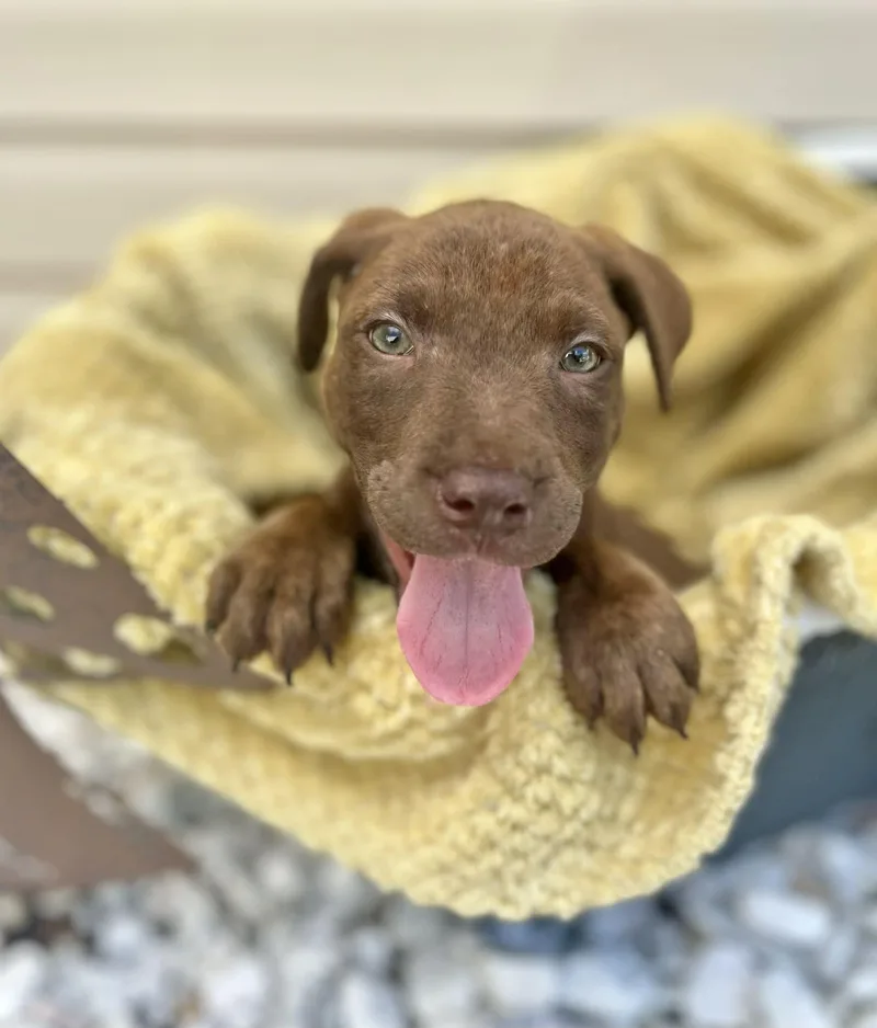 Nala thumbnail 4
