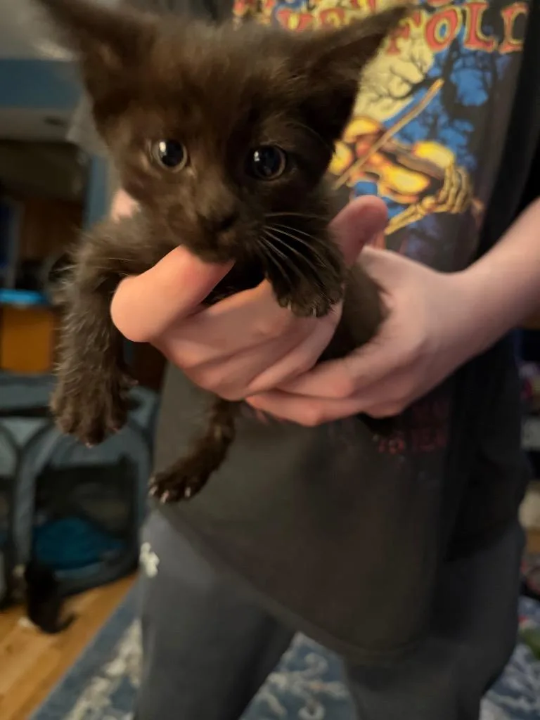 A baby medium-sized female Domestic Short Hair cat named Ophelia for adoption in Pomona, NY