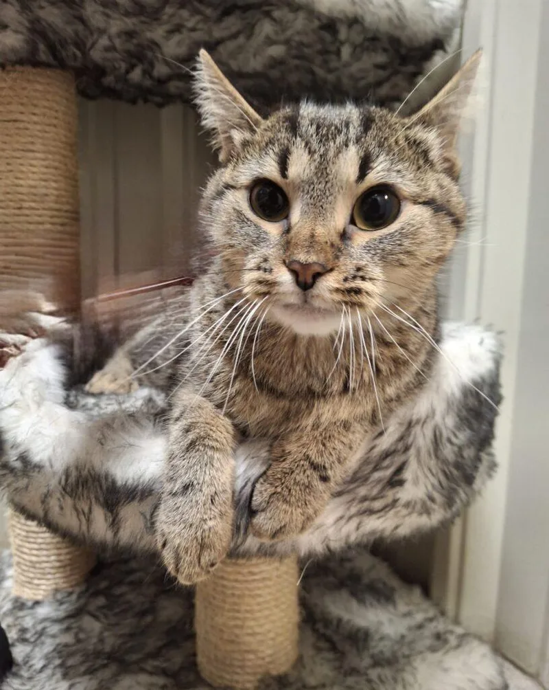 An adult medium-sized female Tabby (Brown / Chocolate) Domestic Short Hair cat named Sparkles for adoption in Ironwood, MI