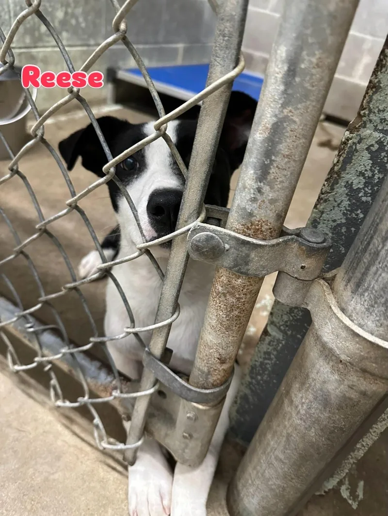 Reese thumbnail 2