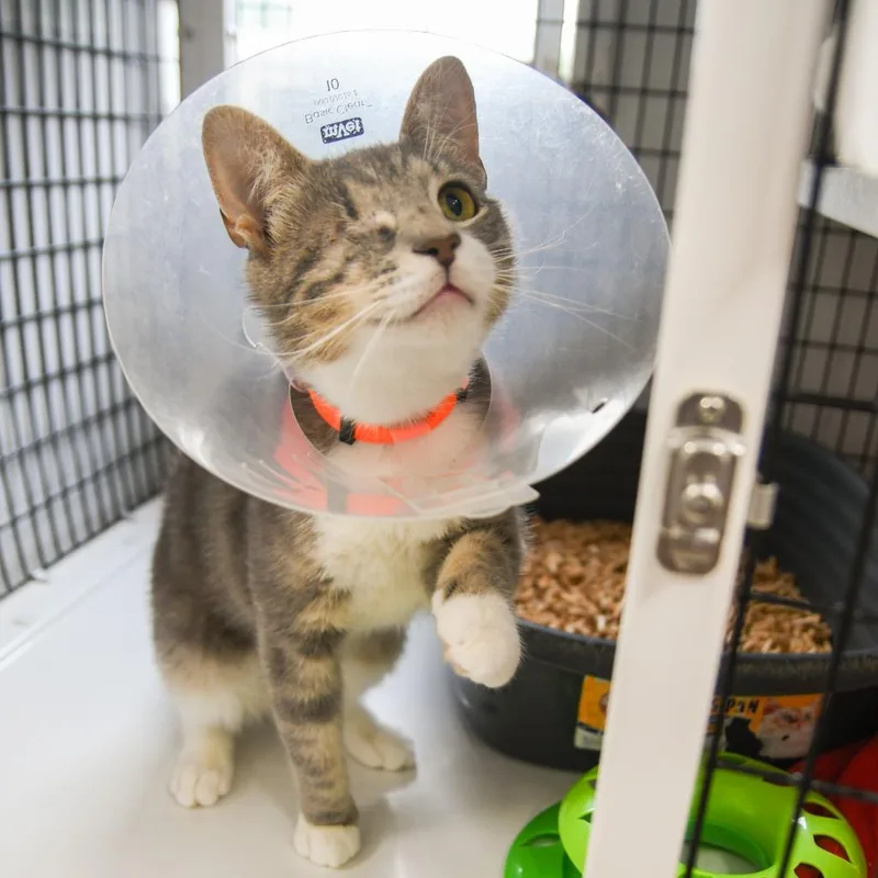 An adult medium-sized female Domestic Short Hair cat named Doe for adoption in Ewing, NJ