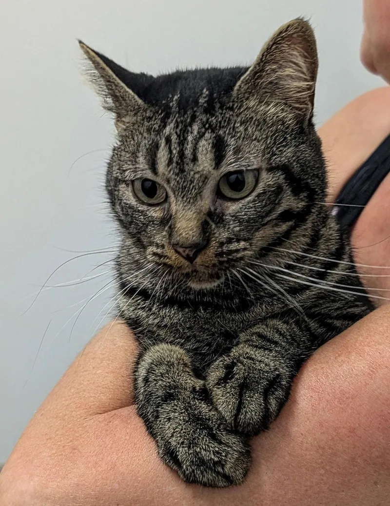 An adult medium-sized female Domestic Short Hair cat named Nexxis for adoption in Monrovia, CA