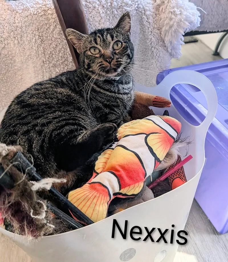 Nexxis thumbnail 2
