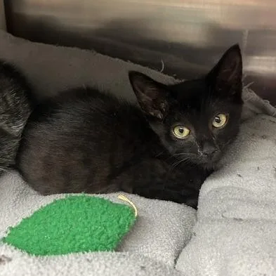A baby small-sized male Black Domestic Short Hair cat named Razz for adoption in Knoxville, TN