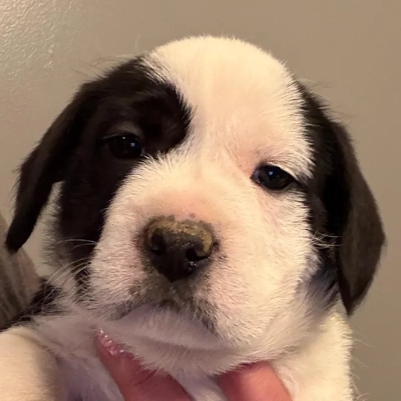 A baby small-sized male Black Parson Russell Terrier dog named Roger  Yellow for adoption in Greenfield, IN