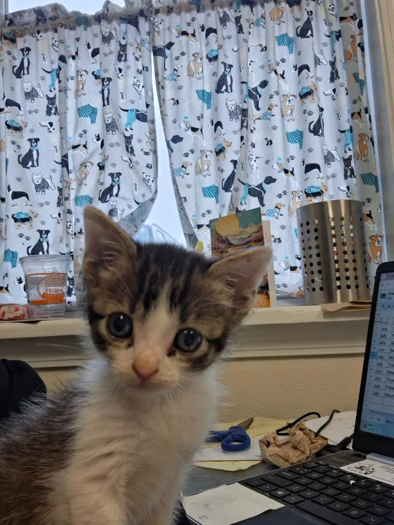 A baby small-sized male Domestic Short Hair cat named Tj for adoption in Ogdensburg, NY