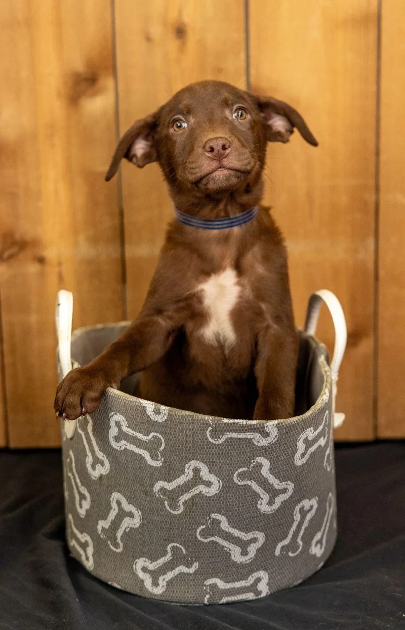 A baby medium-sized male Labrador Retriever dog named 707-26 for adoption in Brighton, CO