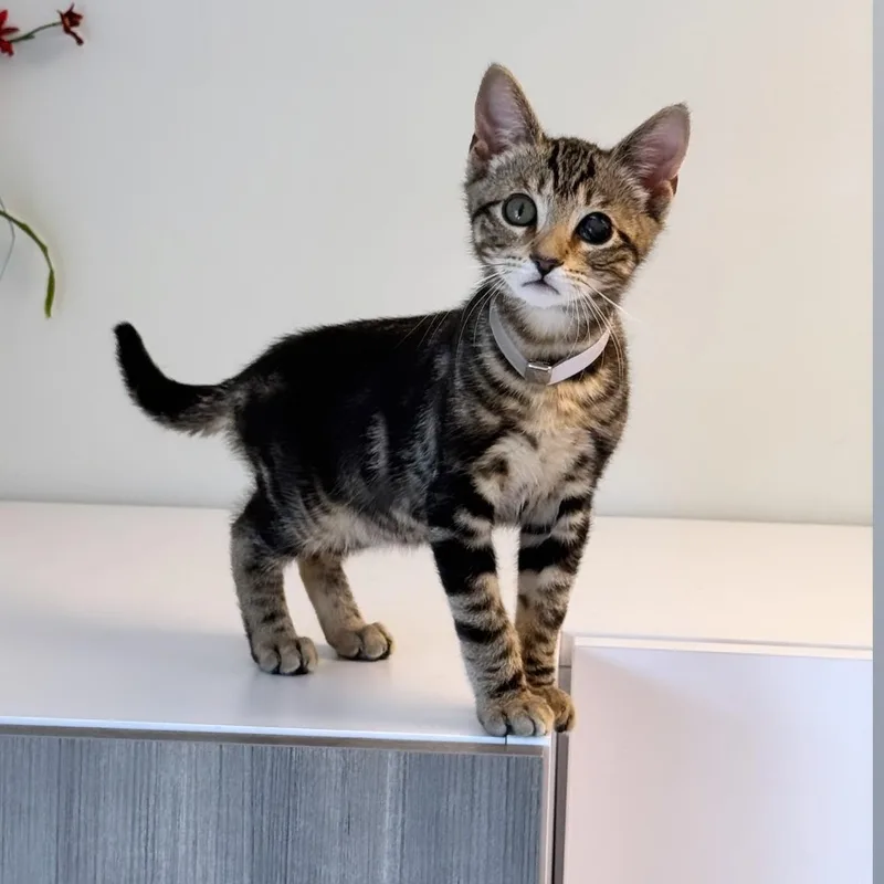 A young medium-sized female Tabby (Brown / Chocolate) Domestic Short Hair cat named Ricky for adoption in Syosset, NY