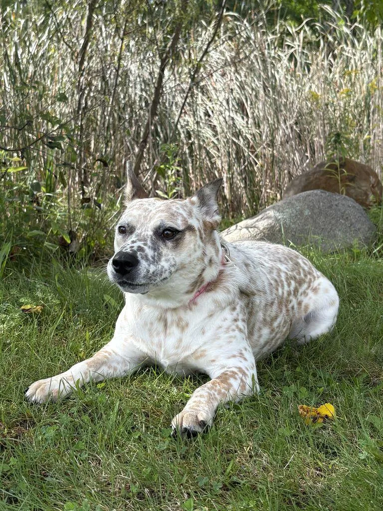 Pippi