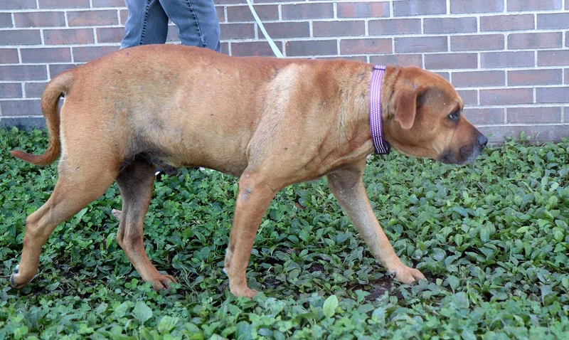 An adult large-sized male Labrador Retriever dog named Chesney for adoption in Kansas City, KS