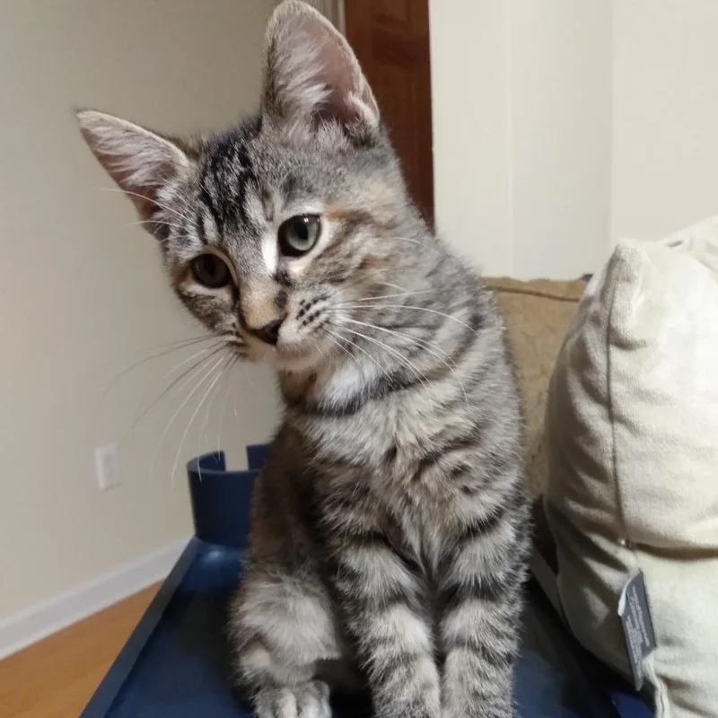 A baby small-sized female Brown / Chocolate American Shorthair cat named Stock Pot for adoption in Carencro, LA