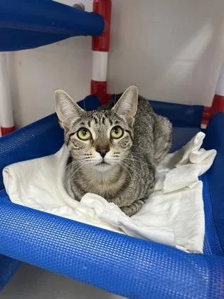 An adult small-sized female Domestic Short Hair cat named Whitney for adoption in Largo, FL