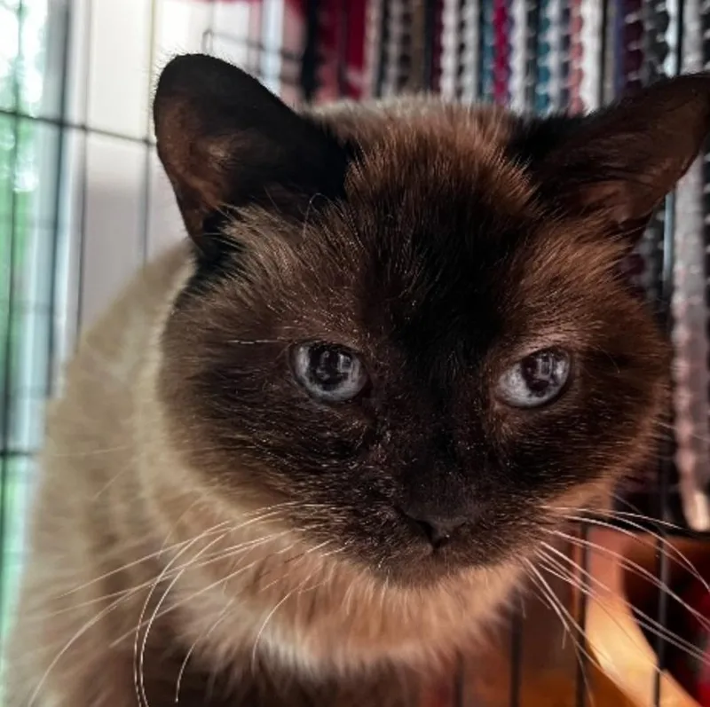 A senior medium-sized female Siamese cat named Tia for adoption in South Bend, IN