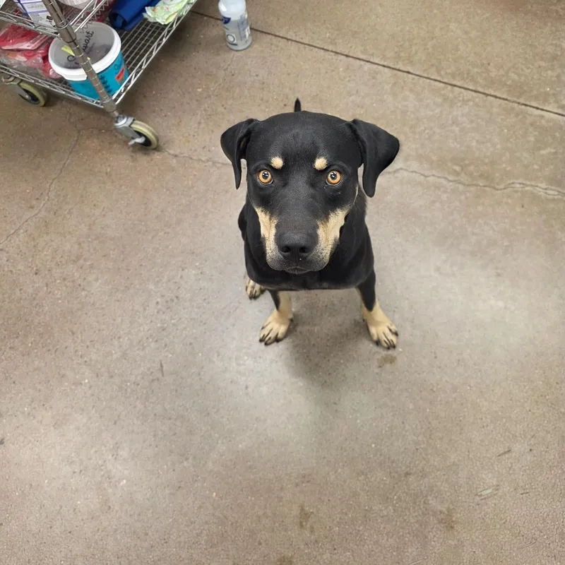An adult large-sized male Black Rottweiler dog named Oliver for adoption in Chattanooga, TN