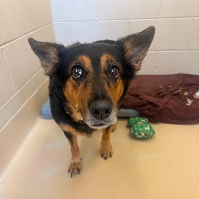 A senior medium-sized female Mixed Breed dog named Kie for adoption in Winston-Salem, NC