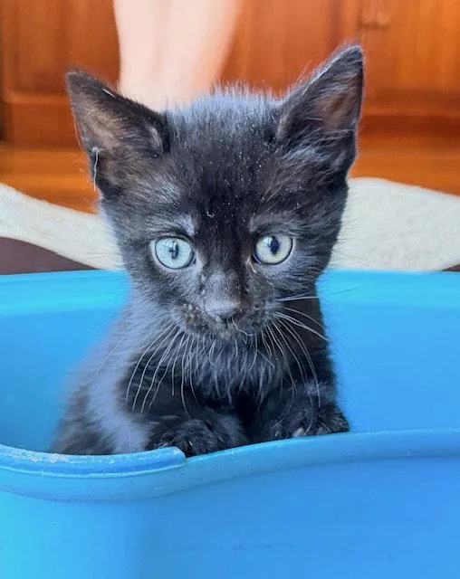 A baby small-sized male Tabby cat named Theo leo And  for adoption in Walnut Creek, CA