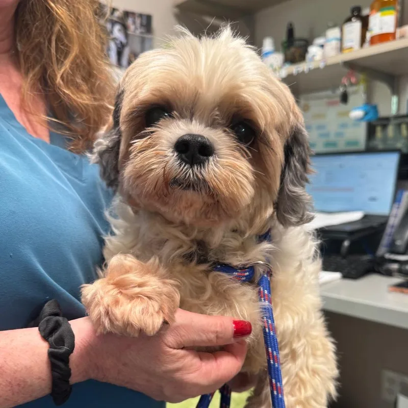 A senior small-sized male Shih Tzu dog named Tadhgin for adoption in Englewood, FL