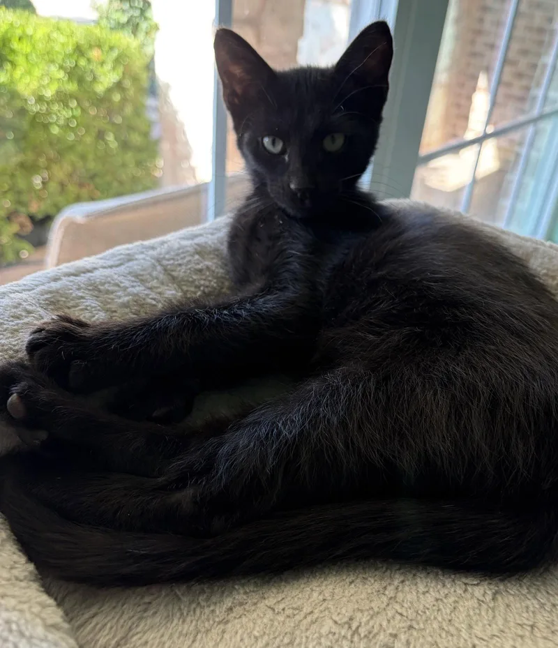 A baby medium-sized male Black Domestic Short Hair cat named JonJon for adoption in Plano, TX