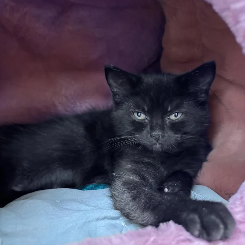 A baby small-sized female Black Domestic Short Hair cat named Prada for adoption in Newark, DE