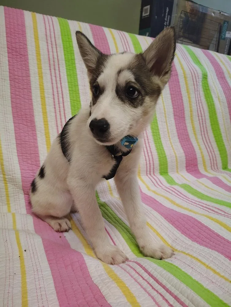 Banjo "bandit"