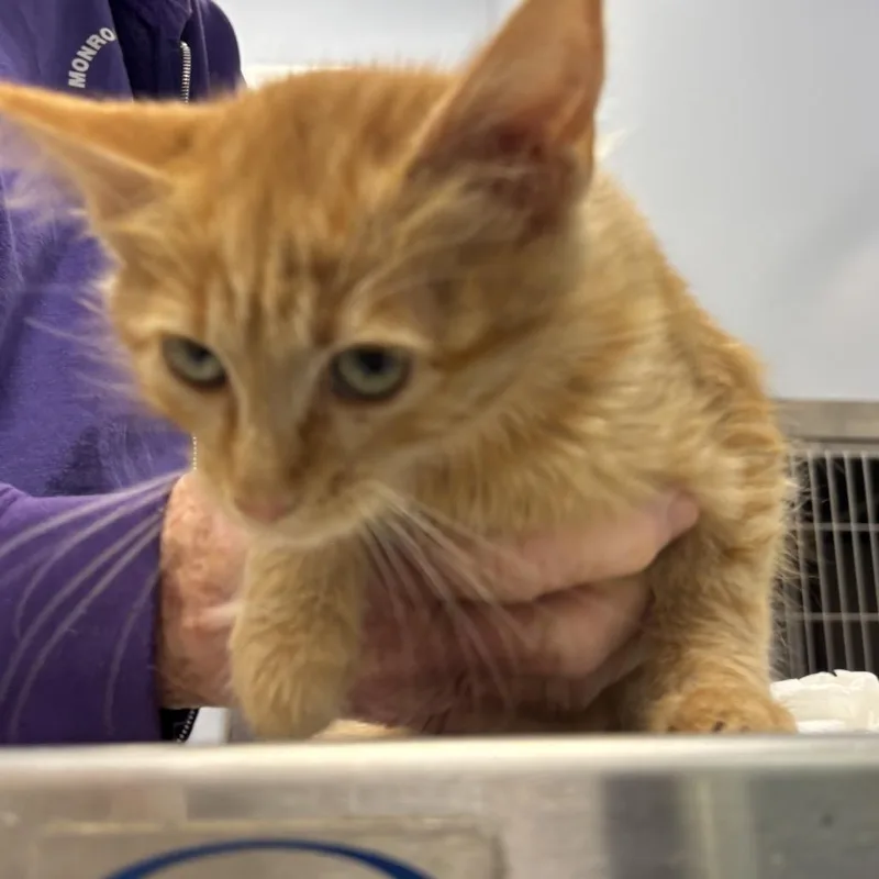 A baby small-sized female Orange / Red Domestic Short Hair cat named Sally for adoption in Madisonville, TN