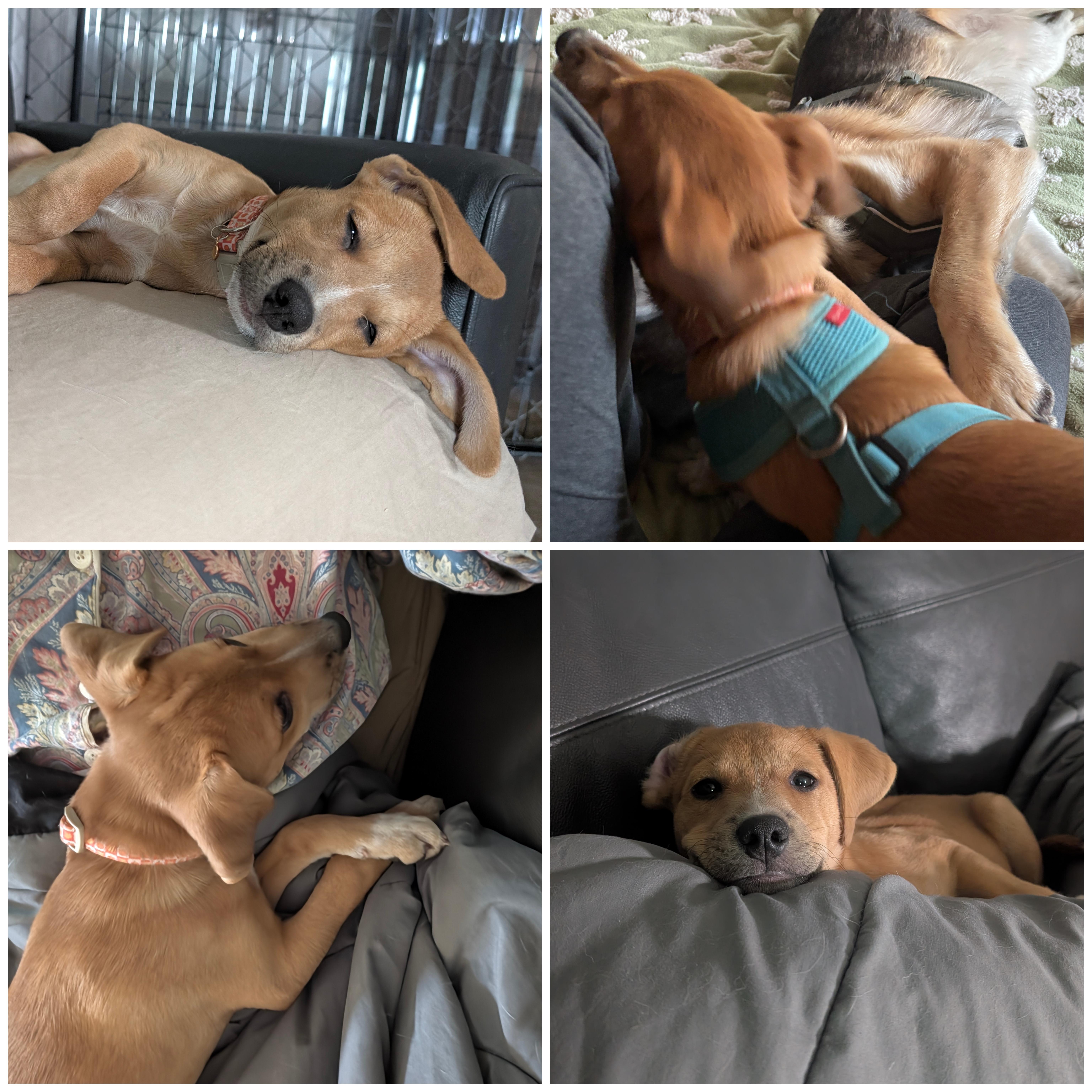 A baby medium-sized female Red / Chestnut / Orange Rhodesian Ridgeback dog named Honey for adoption in Bastrop, TX