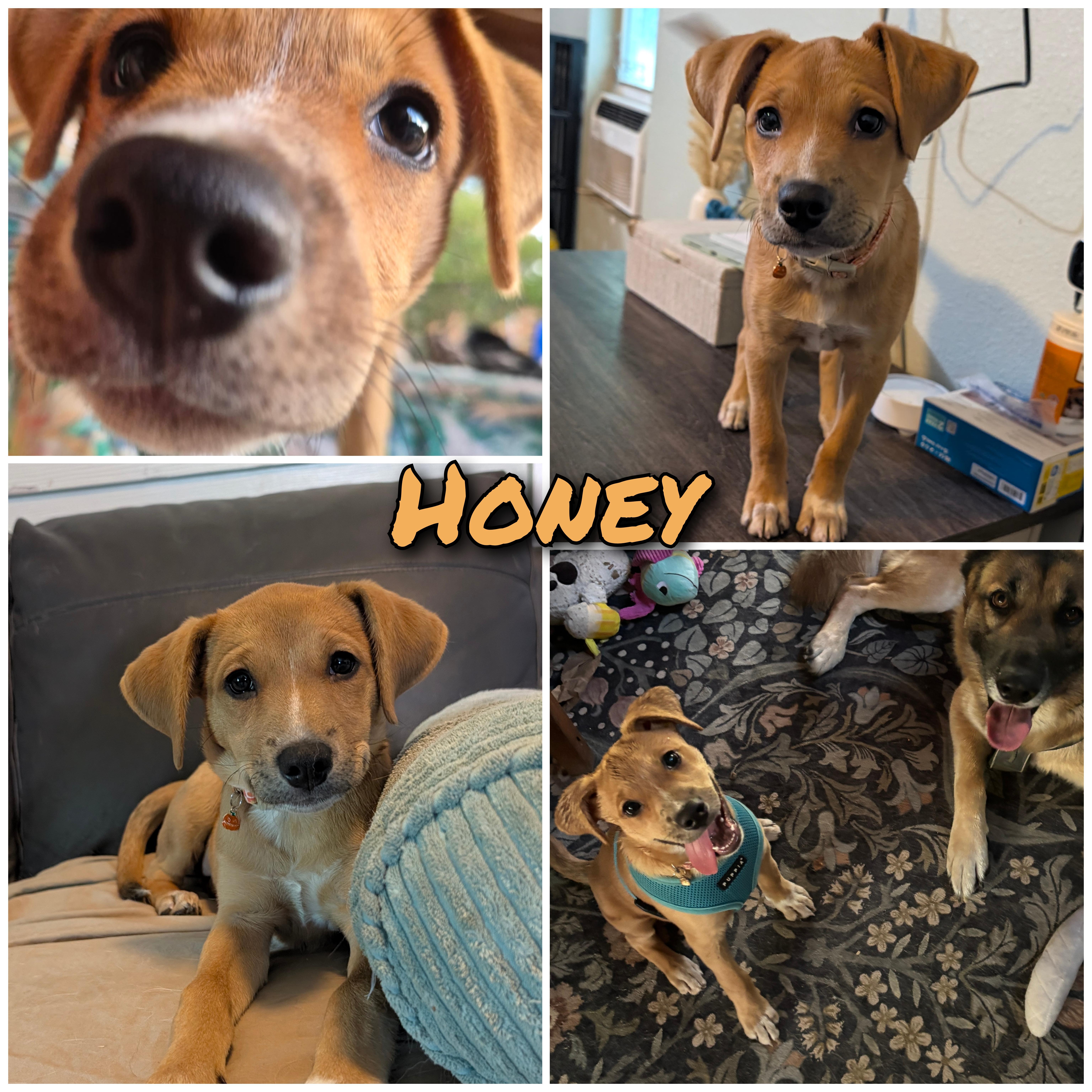 Honey thumbnail 3