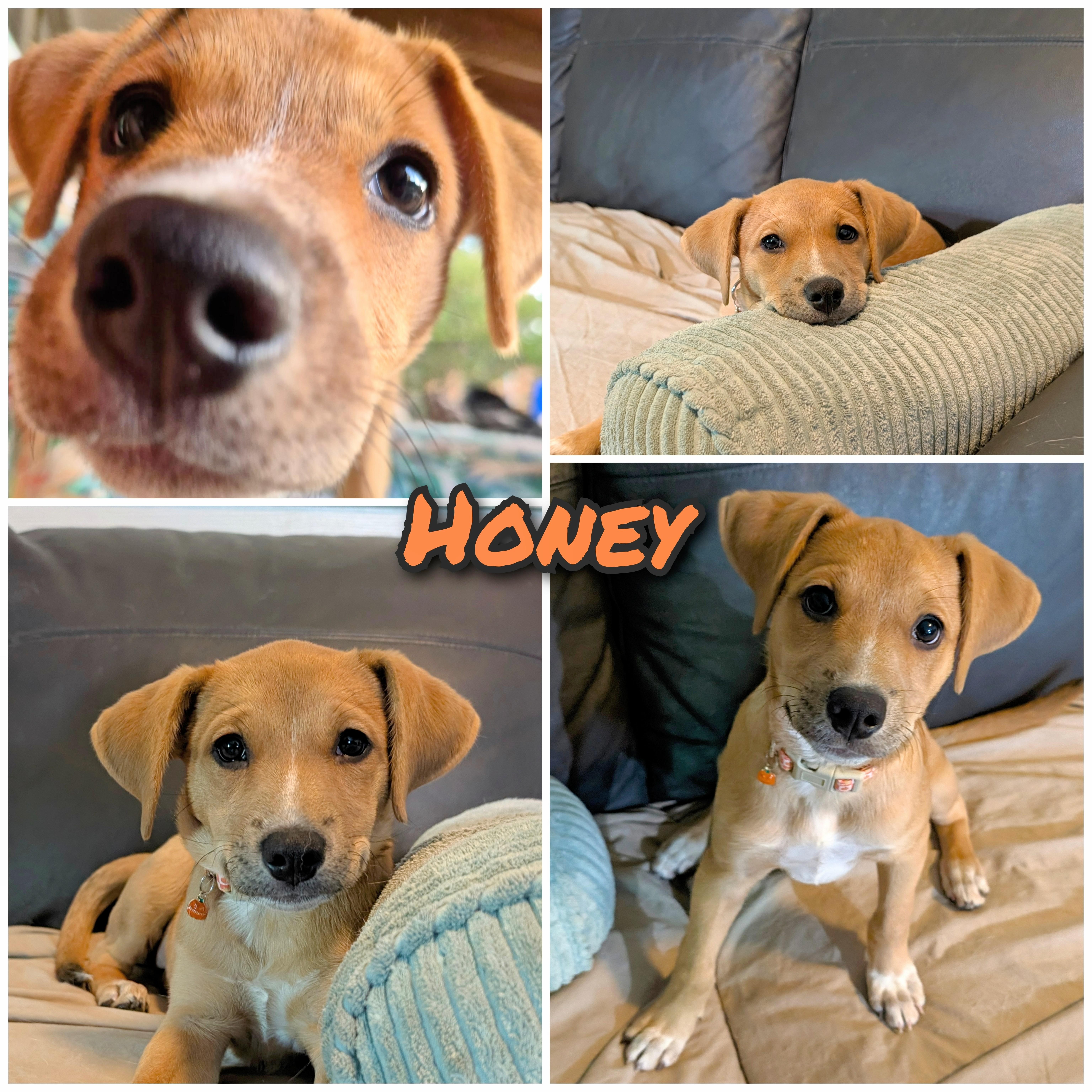 Honey thumbnail 6