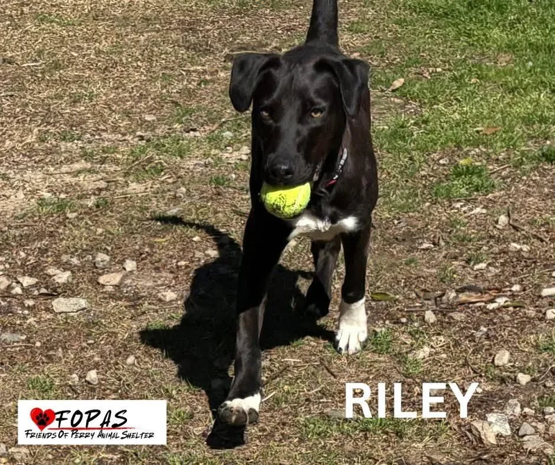 Riley thumbnail 2