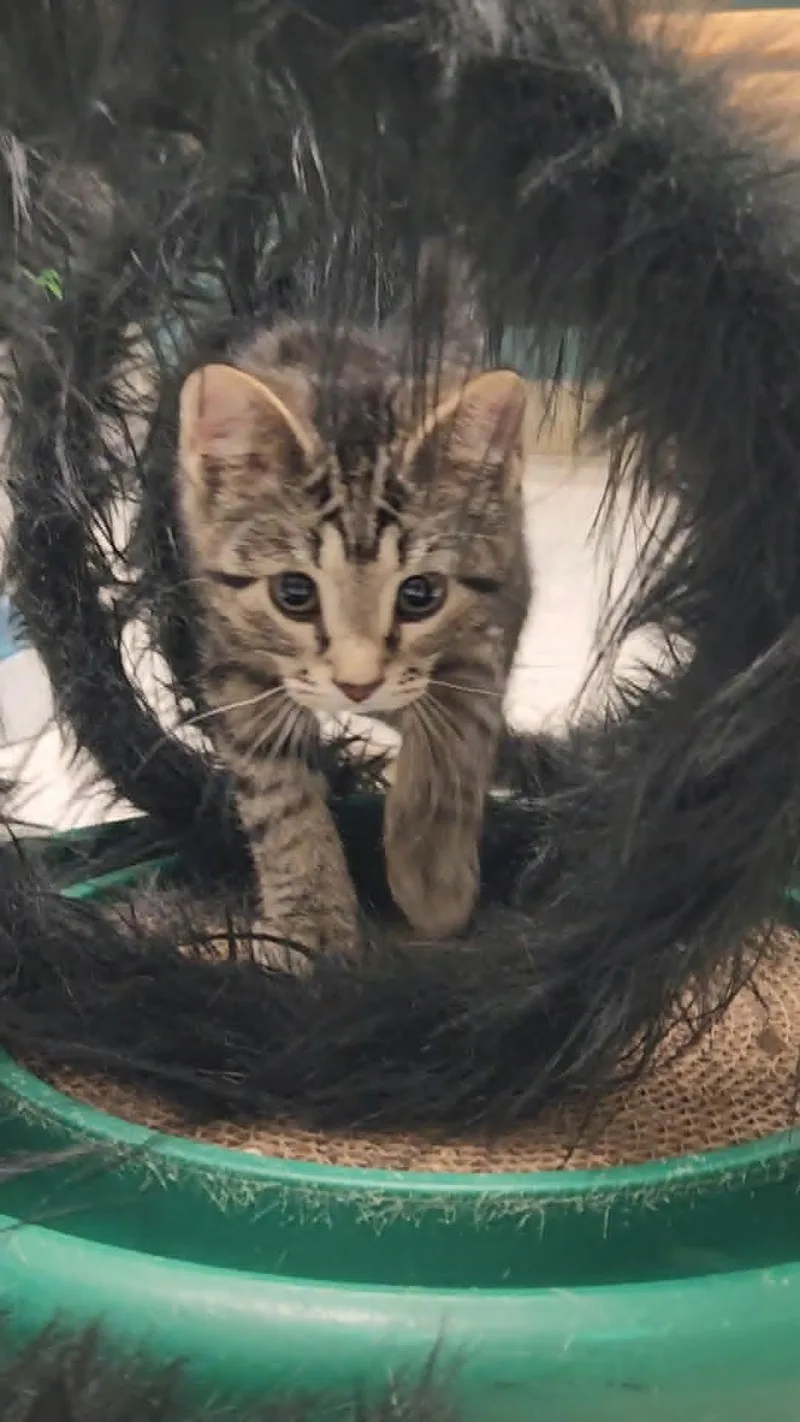 A baby medium-sized male Tabby (Brown / Chocolate) Domestic Short Hair cat named Sonic for adoption in Chambersburg, PA