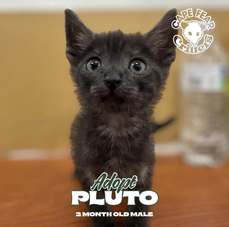 A young small-sized male Domestic Short Hair cat named Pluto for adoption in Wilmington, NC
