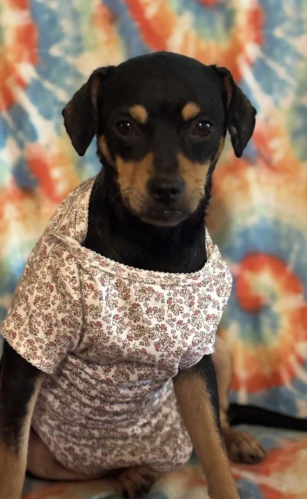 A young small-sized female Tricolor (Brown, Black, & White) Mixed Breed dog named Wren for adoption in Brookshire, TX
