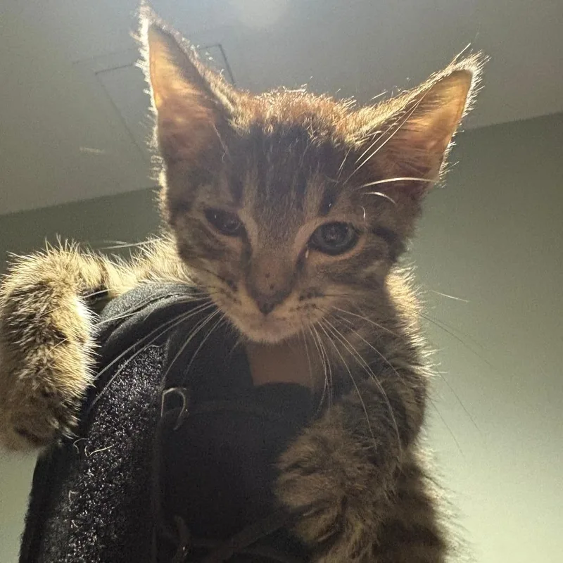 A baby small-sized male Black Domestic Short Hair cat named Cody for adoption in Leander, TX