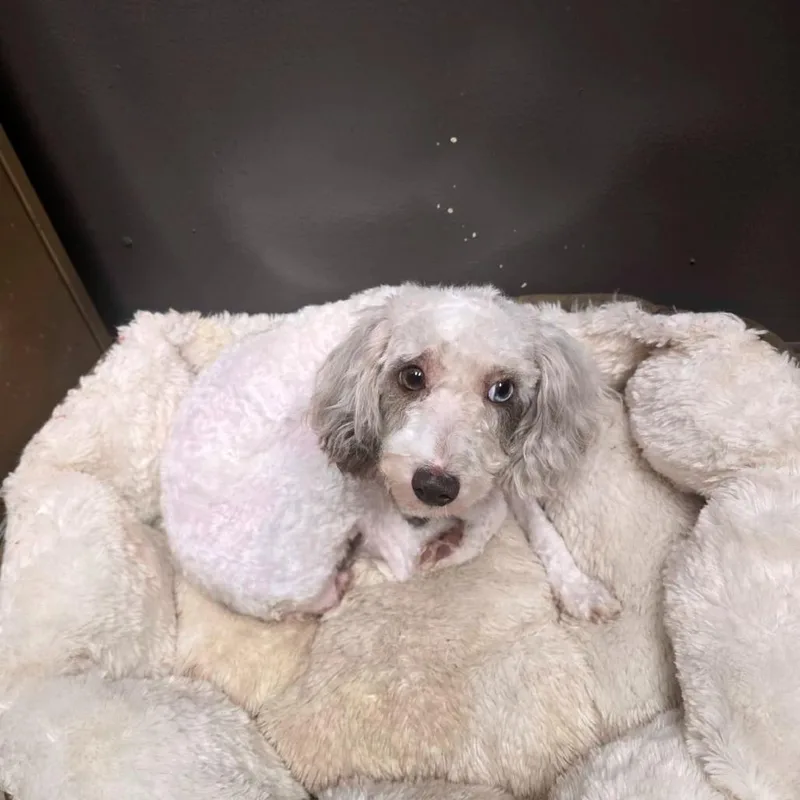 An adult small-sized female White / Cream Shih Tzu dog named Stella for adoption in Martinsburg, WV
