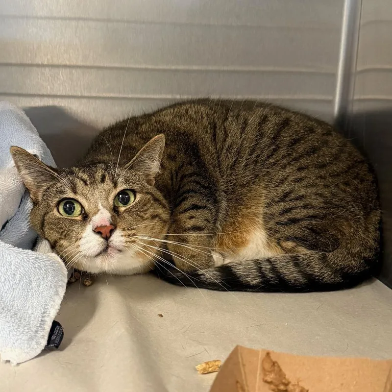 An adult large-sized female Brown / Chocolate Domestic Short Hair cat named Phoenix for adoption in East Hampton, NY